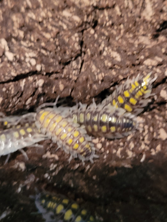 Porcellio Haasi high yellow (10 count)