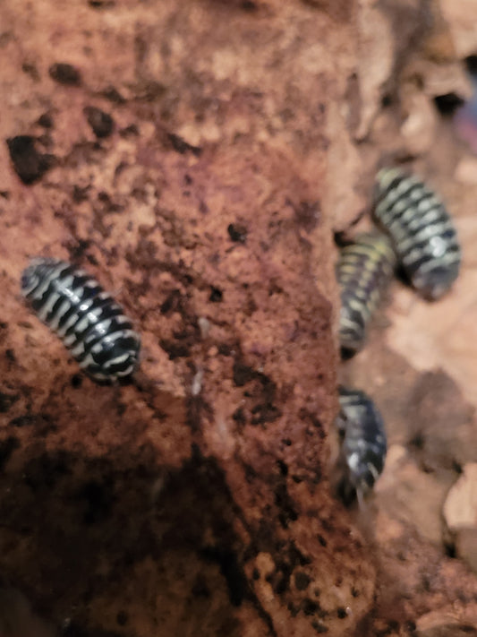Armadillidium Maculatum sp. Yellow zebra (10+)