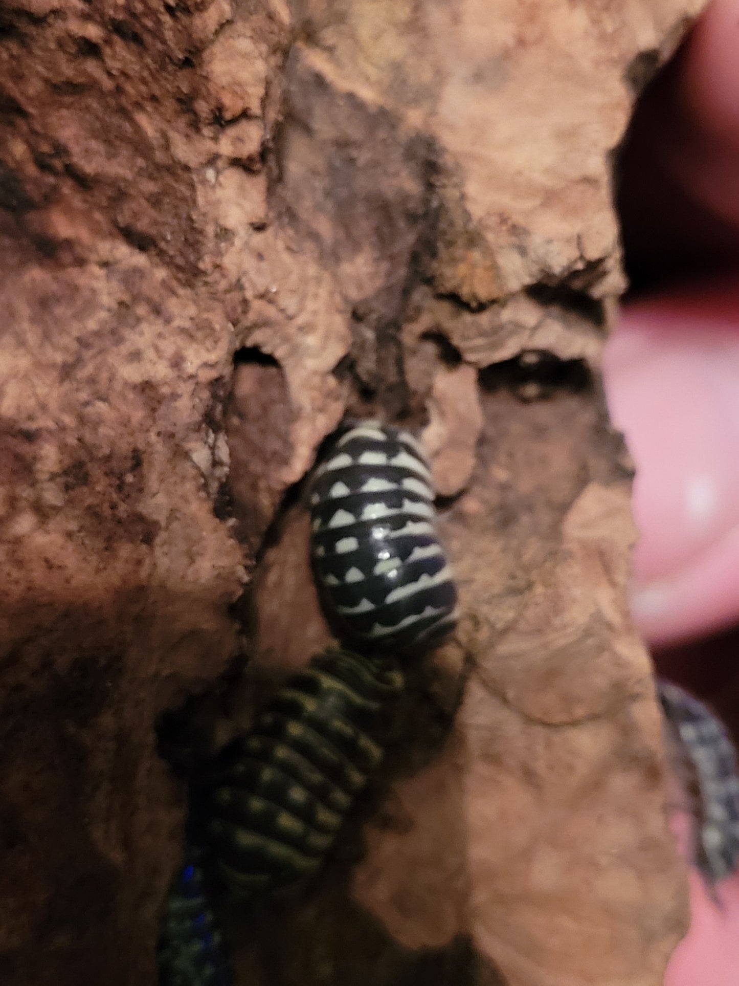 Armadillidium Maculatum sp. Yellow zebra (10+)