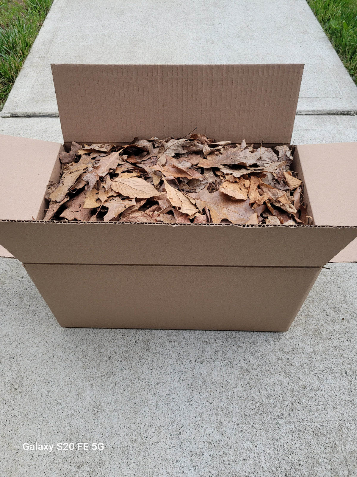 Litter Stuff Bulk Mixed Leaf Litter – NoLi Pods N' Stuff