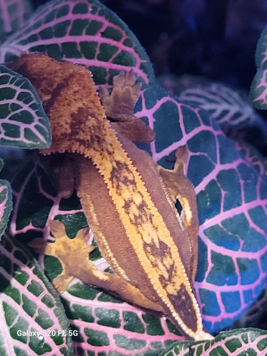Red pinstripe juvenile crested gecko