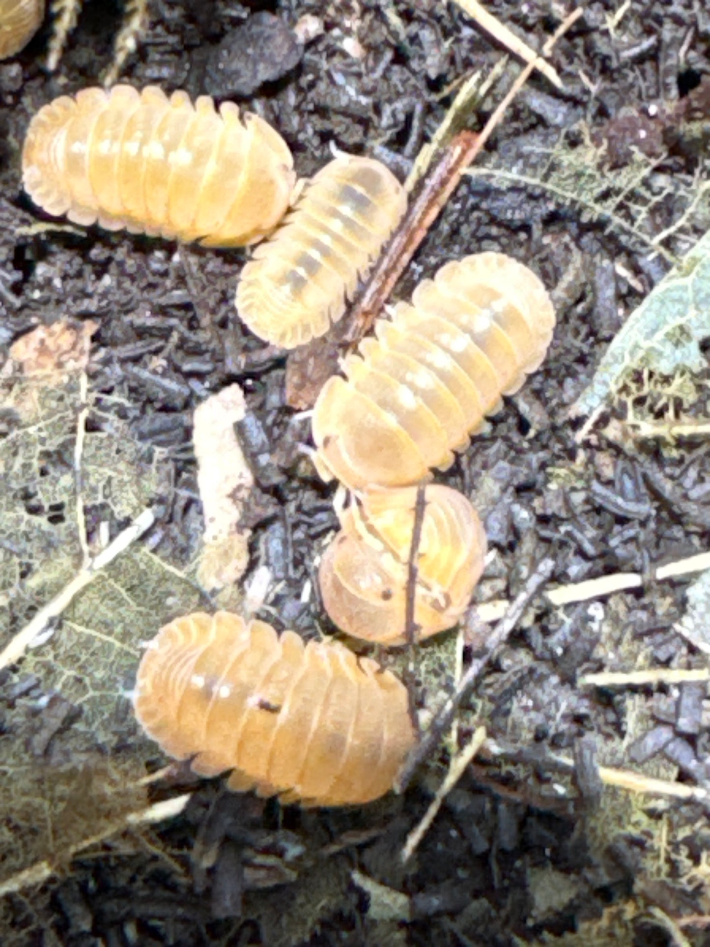 Cubaris sp. Mandarin