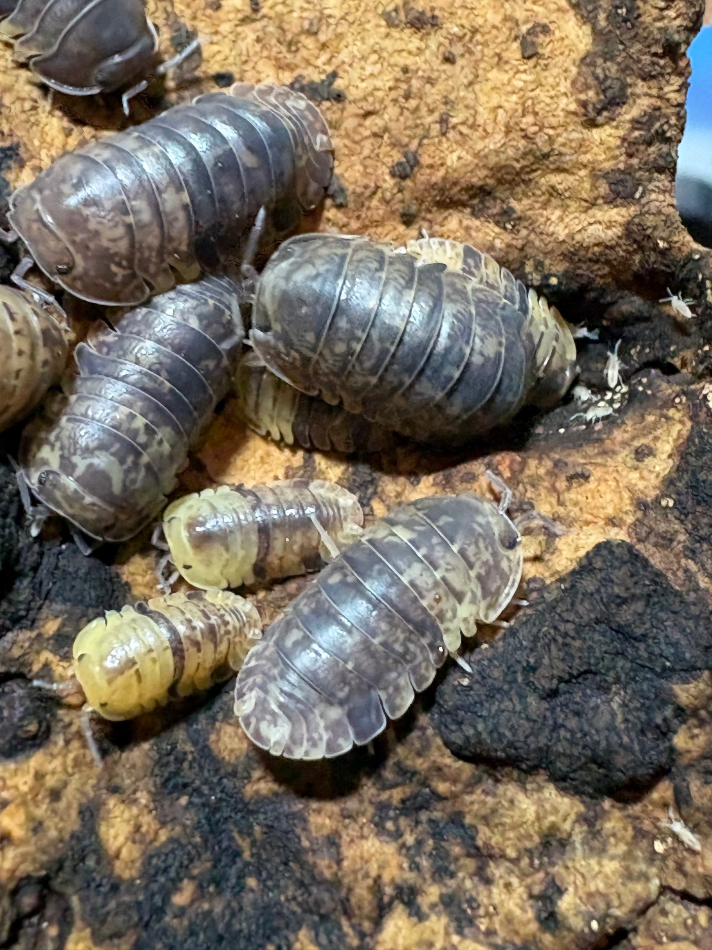 Filipinodillo sp. Cordova