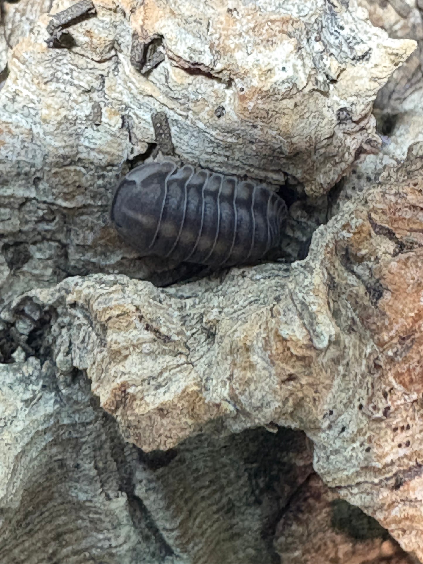 Cubaris sp. Happy nuns