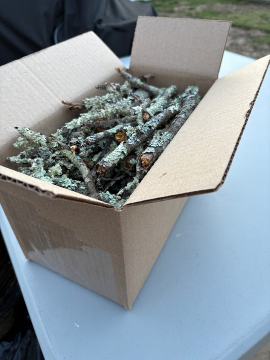 Lichen sticks and twigs