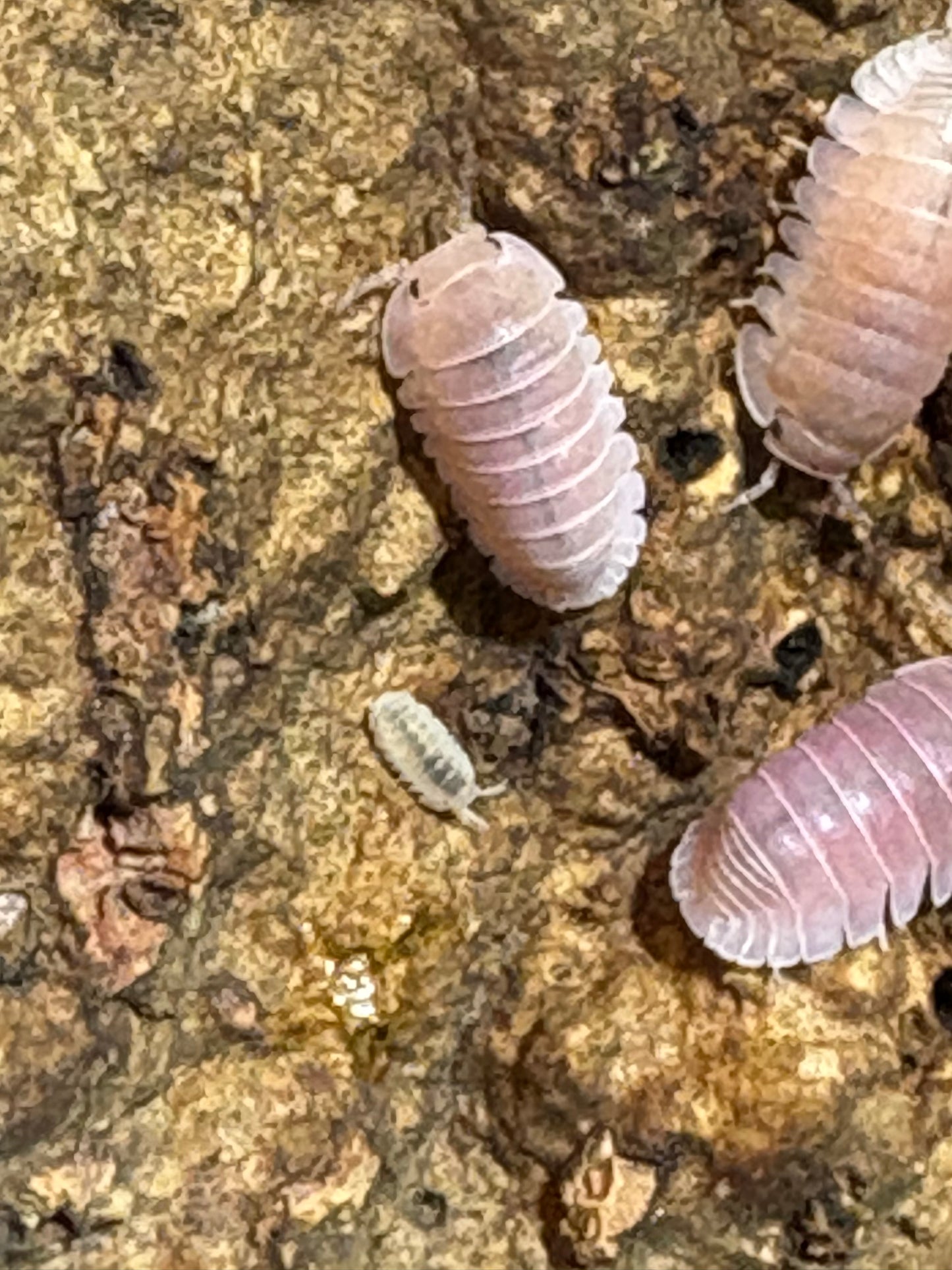 Cubaris sp. Cherry Blossom isopods