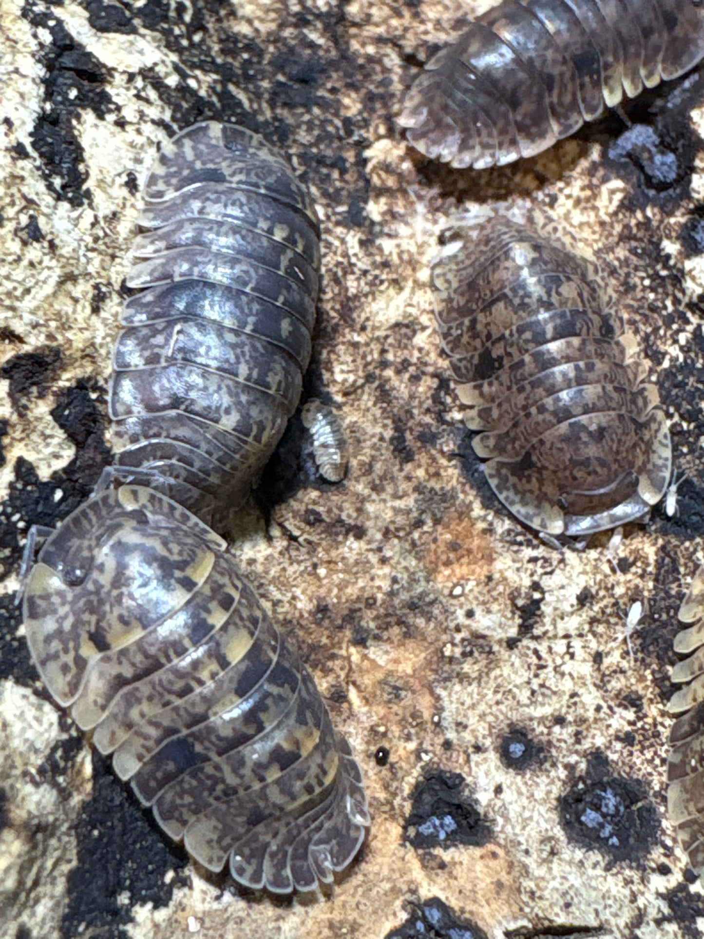 Filipinodillo sp. Banahaw