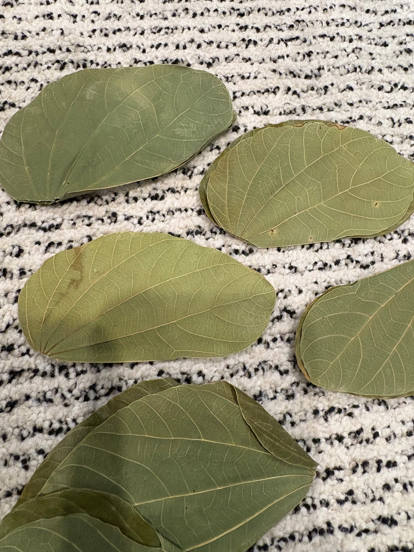 Asian Orchid Leaves