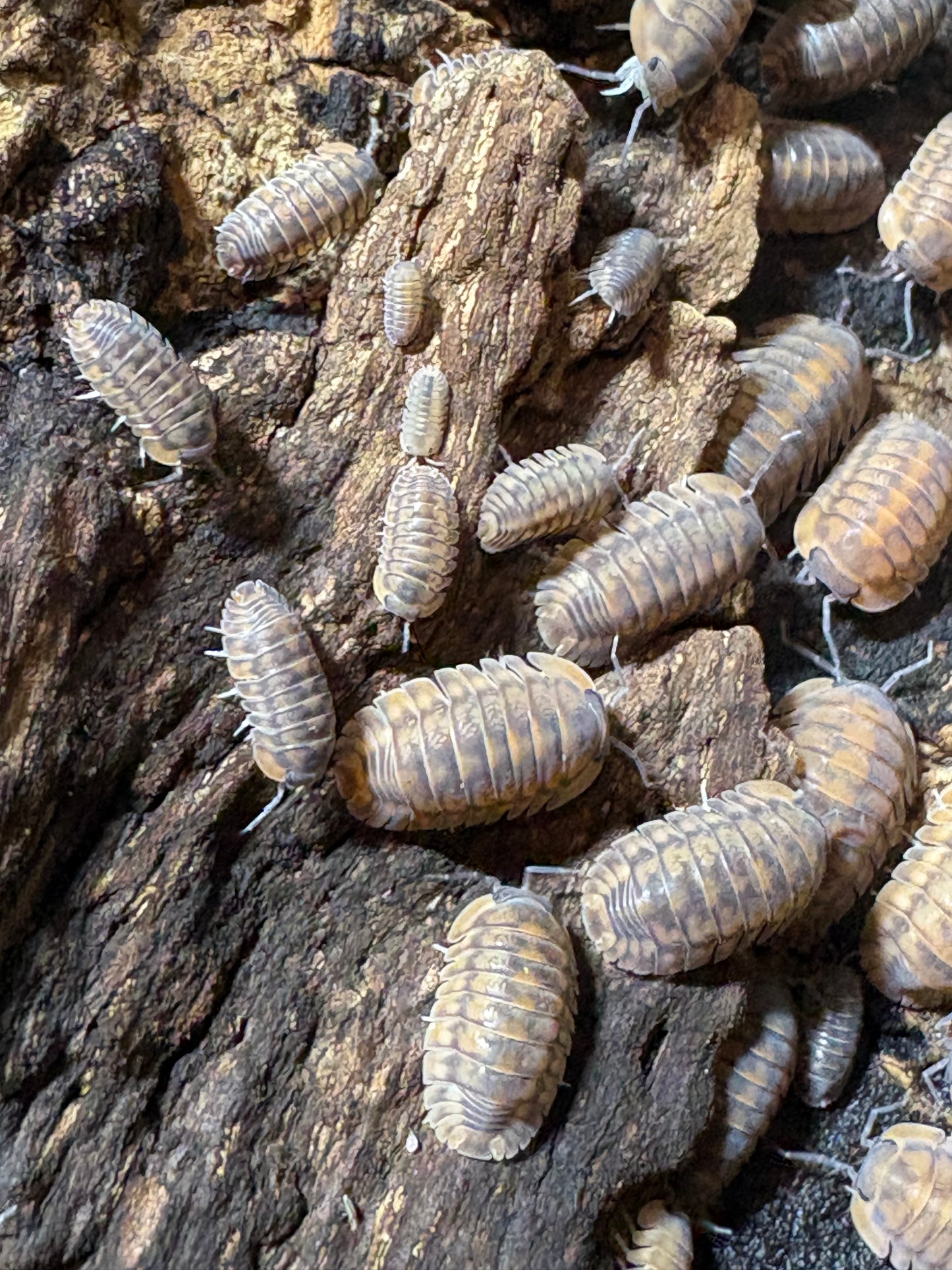 Cubaris sp. Dark Phipun “Orange Tigers”