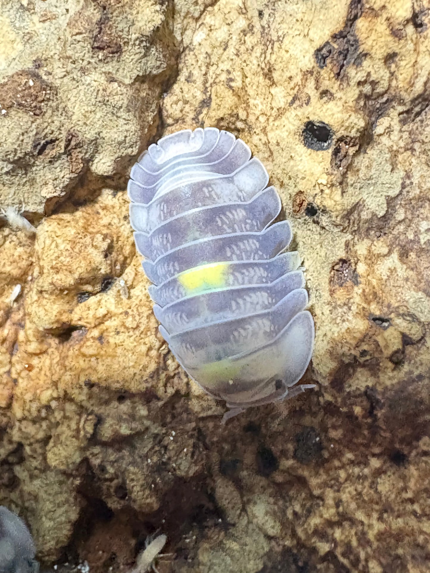 Cubaris sp. Amber Firefly DCF