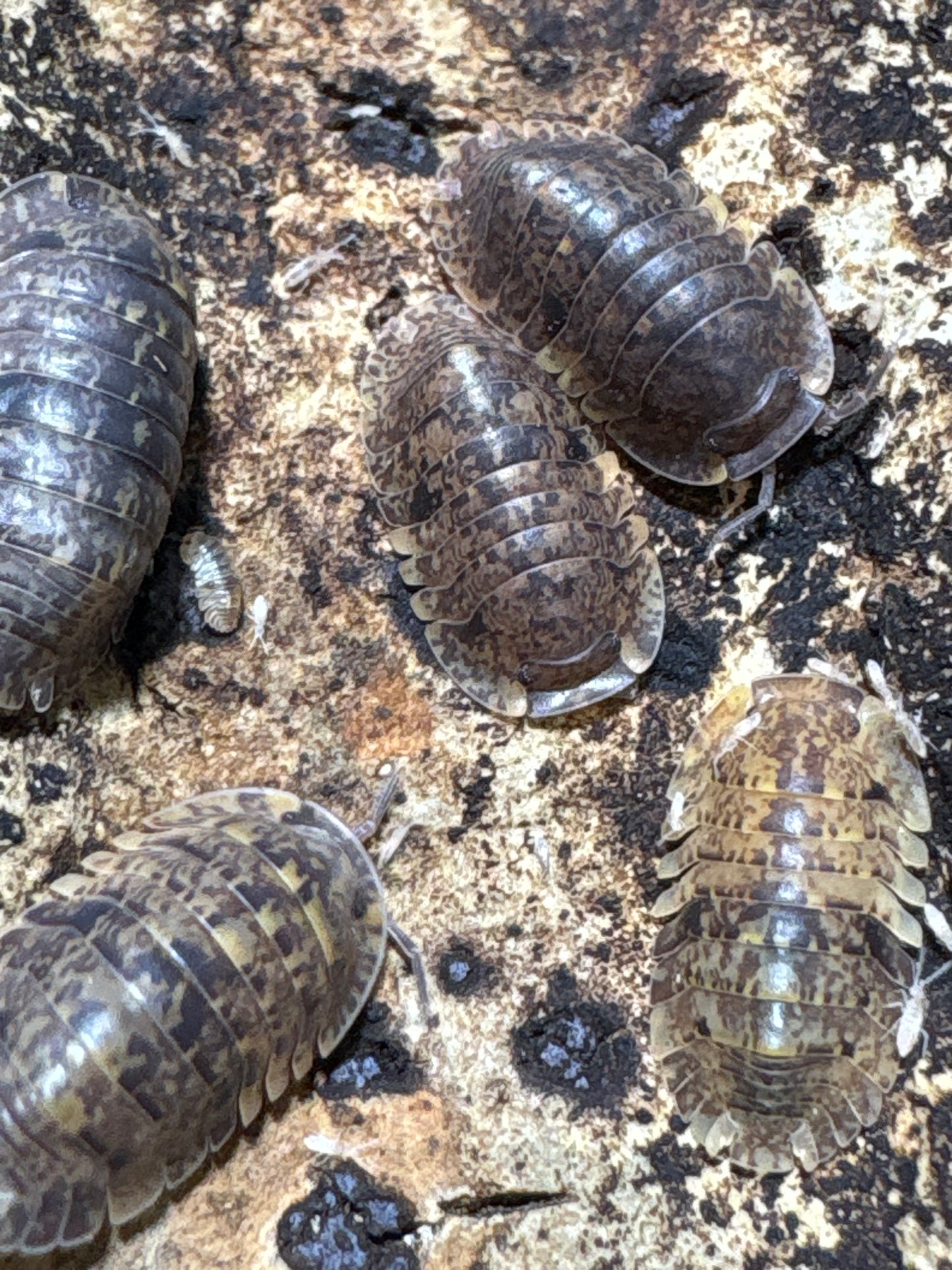 Filipinodillo sp. Banahaw