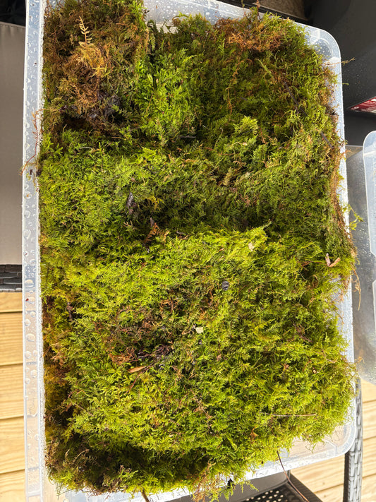 Fern moss