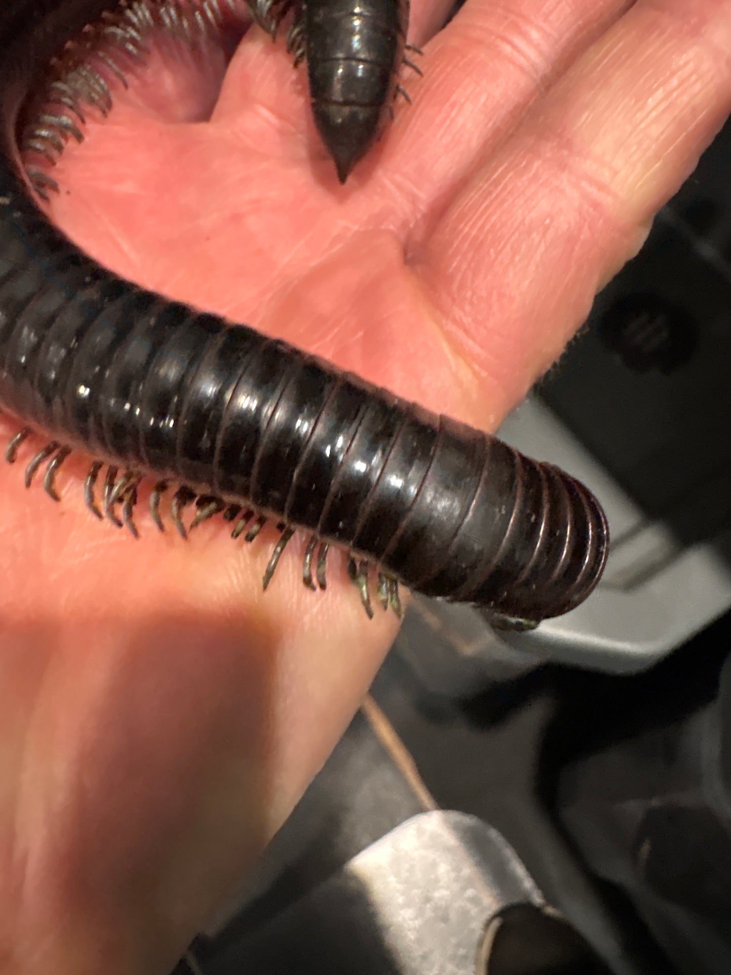 “Silver Ghost Rider” Millipedes