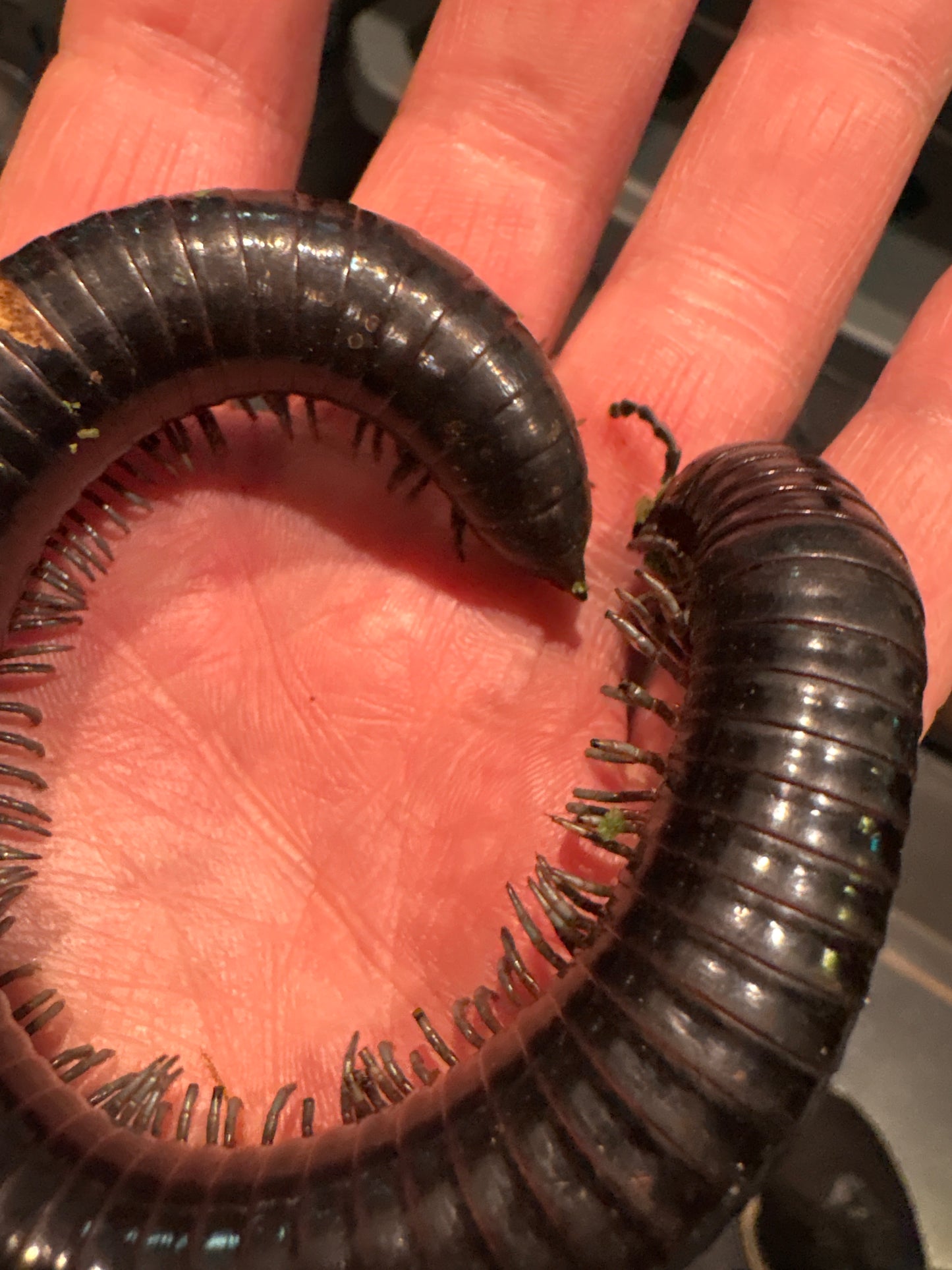 “Silver Ghost Rider” Millipedes