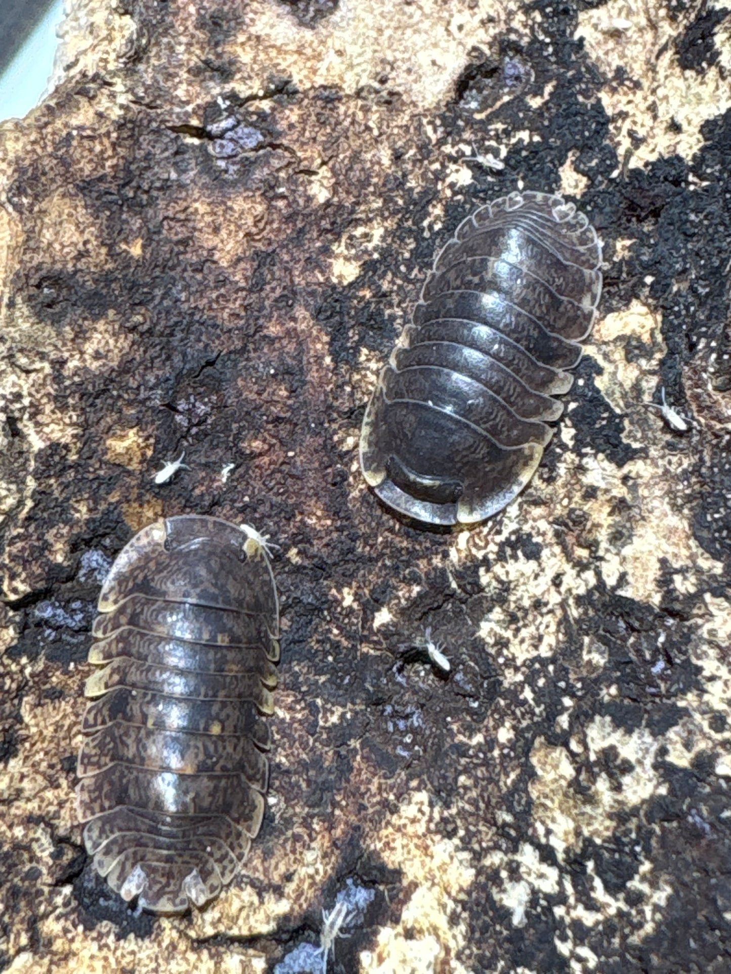 Filipinodillo sp. Banahaw
