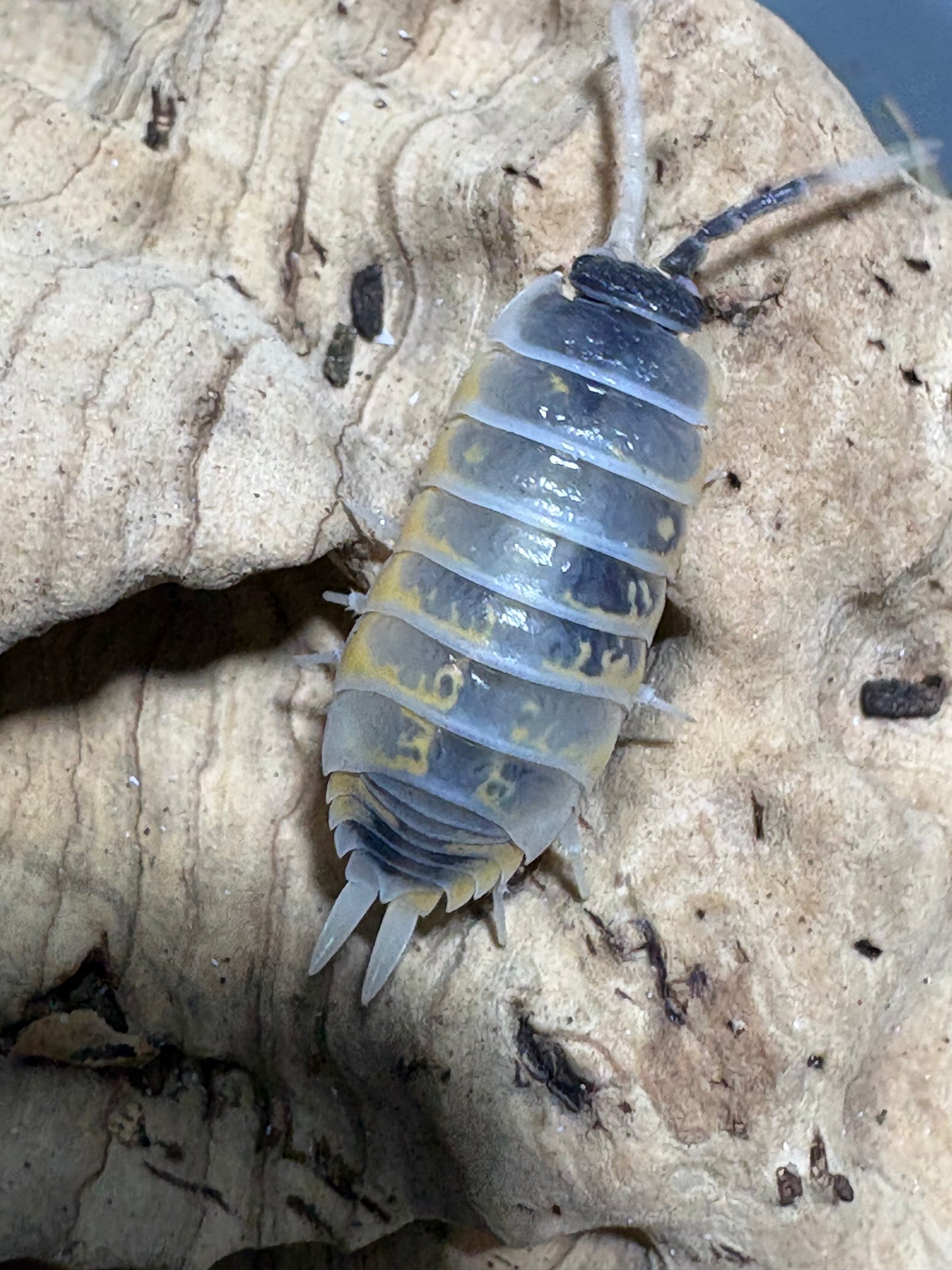 Porcellio ornatus "Witch's Brew"