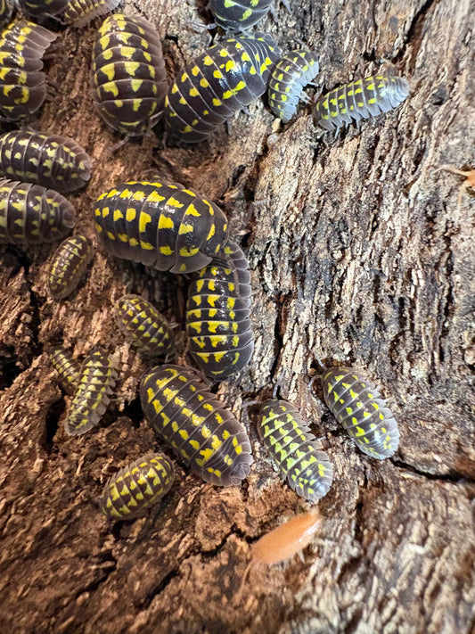 Armadillidium sp. Gestroi