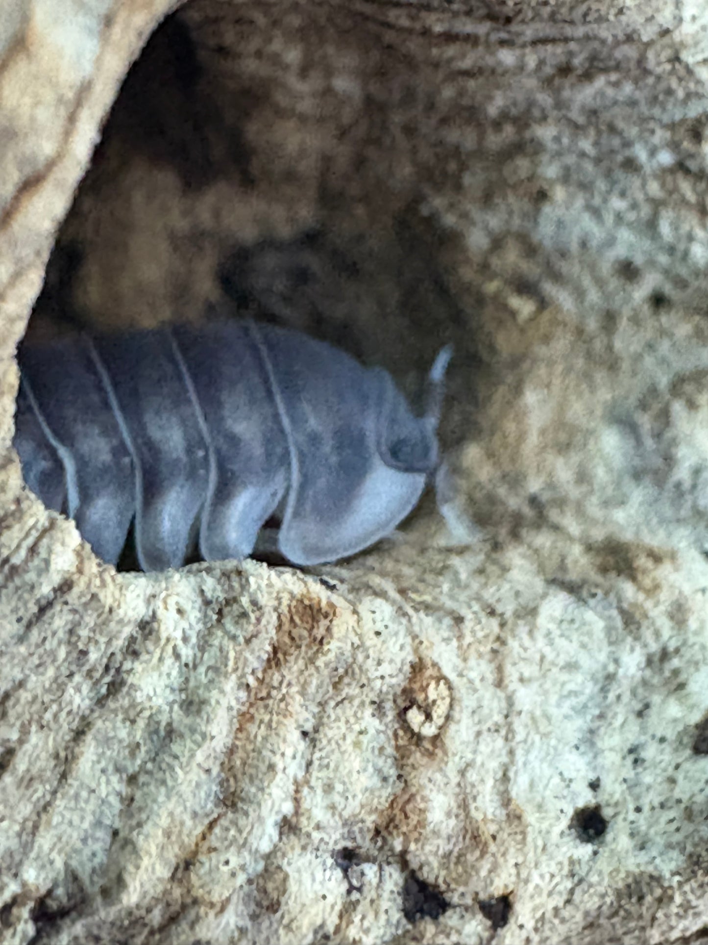 Cubaris sp. Happy nuns