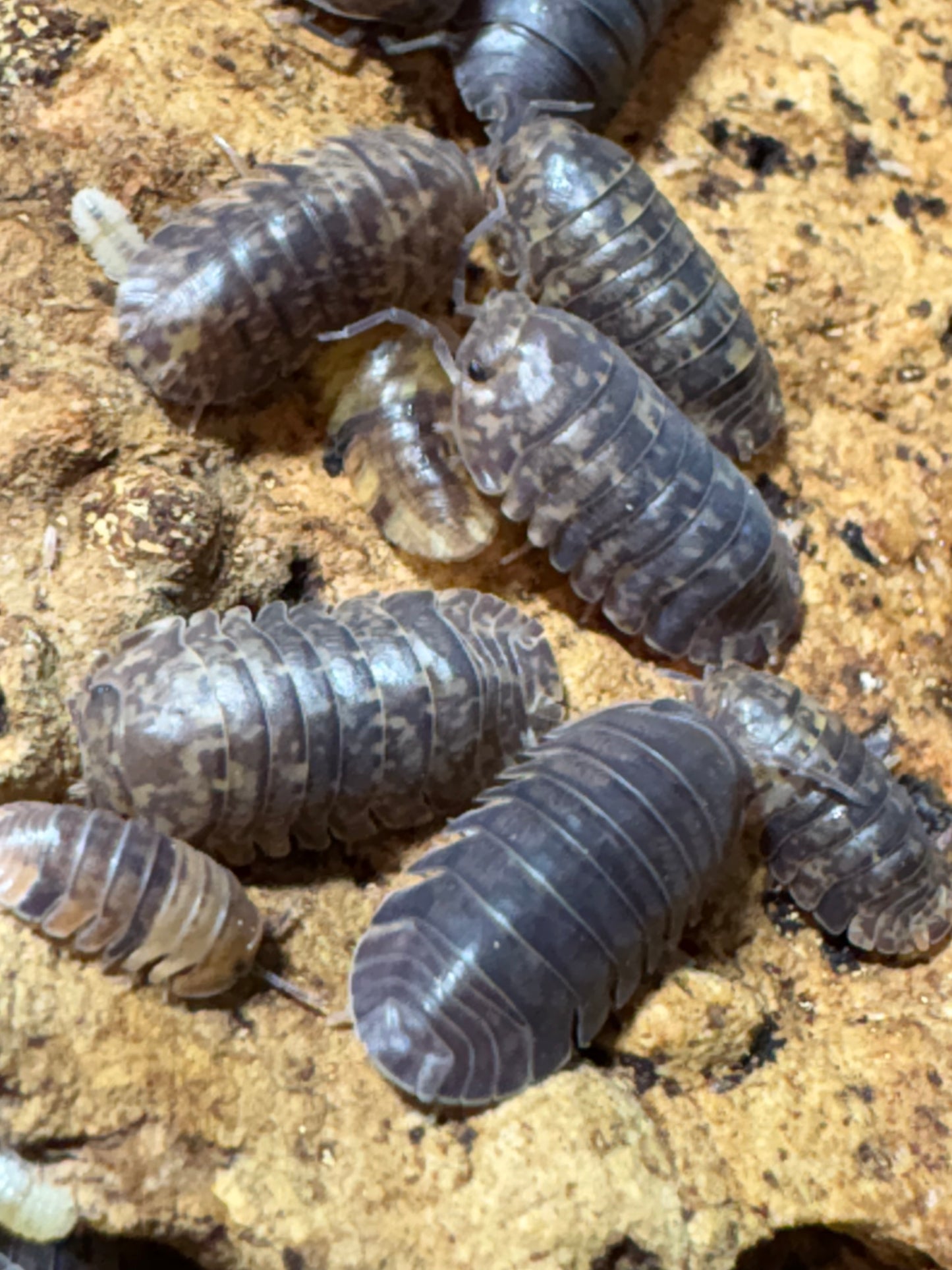 Filipinodillo sp. Cordova