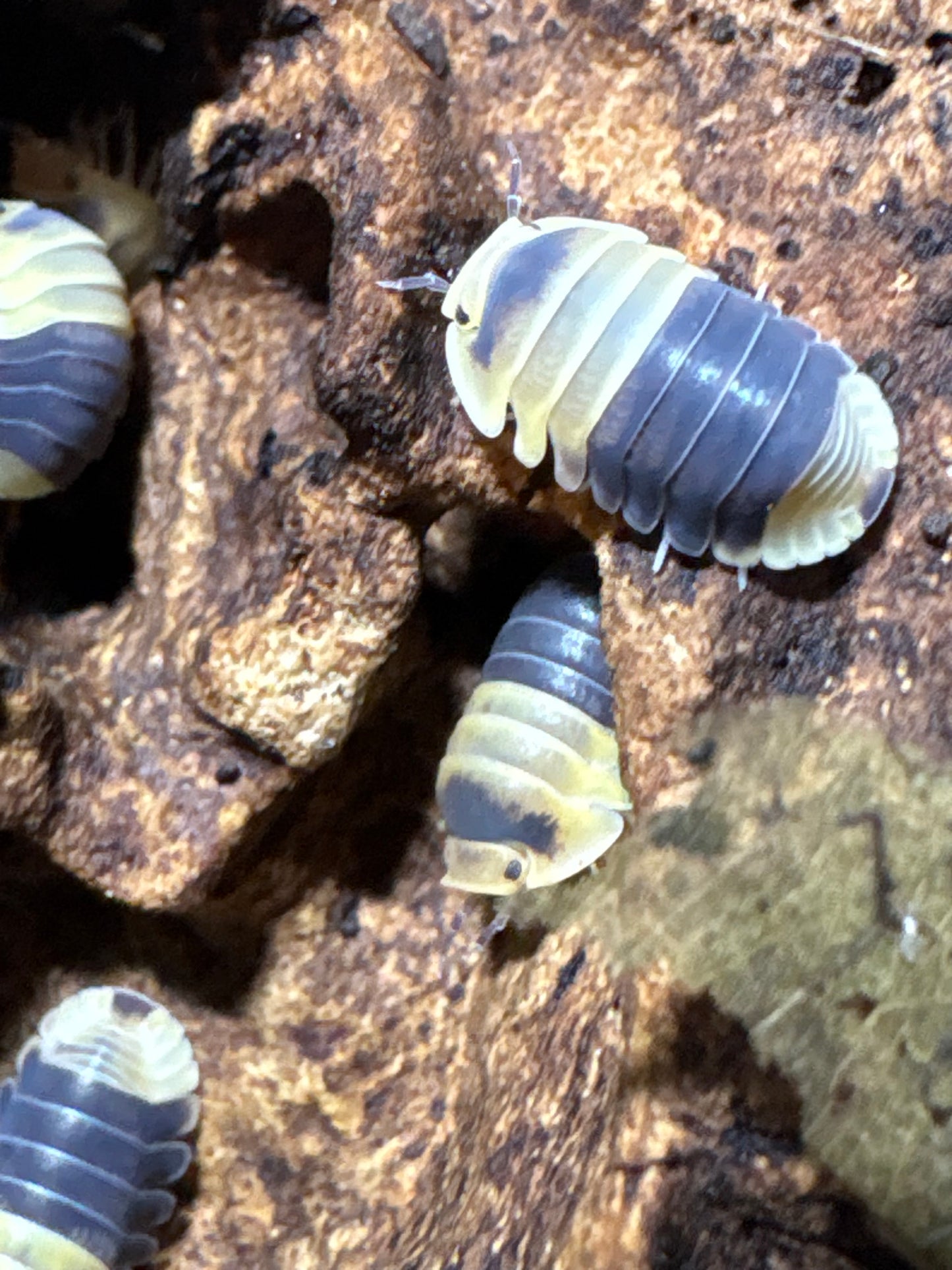 Cubaris sp. Bumblebee
