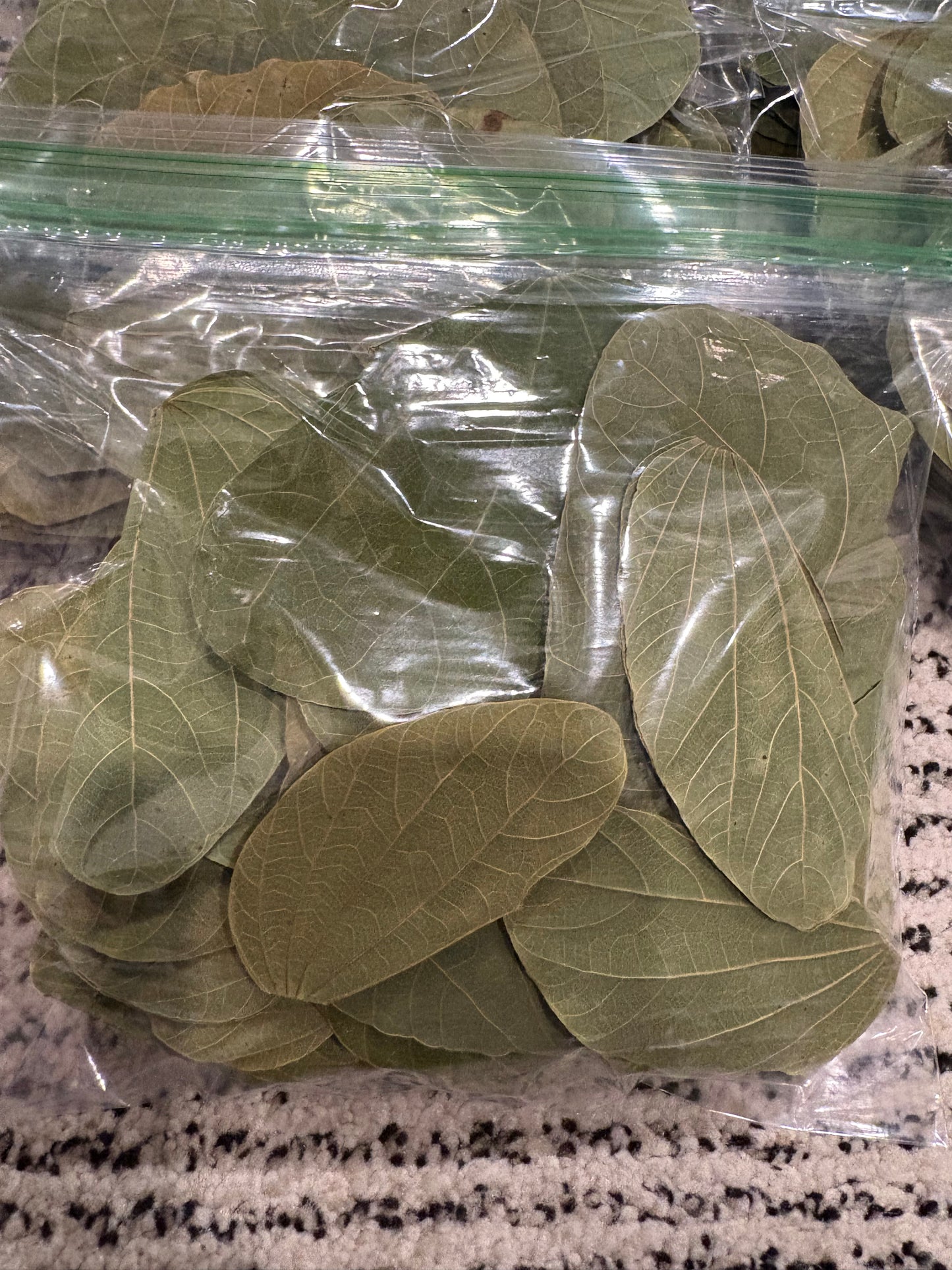 Asian Orchid Leaves