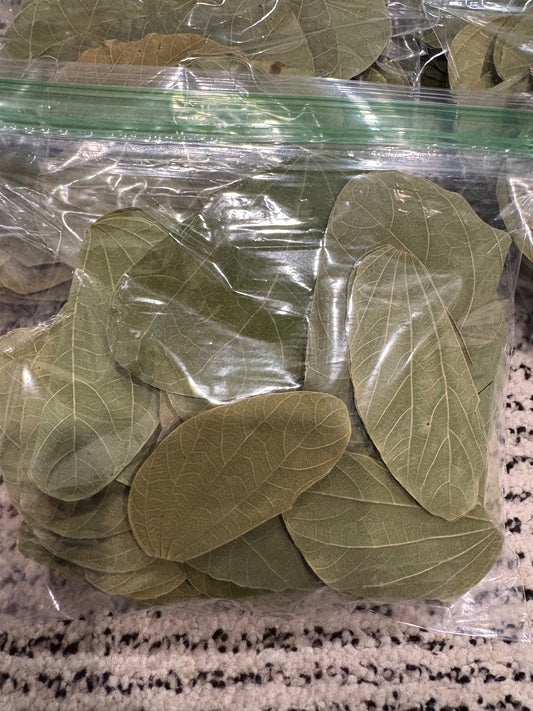 Asian Orchid Leaves