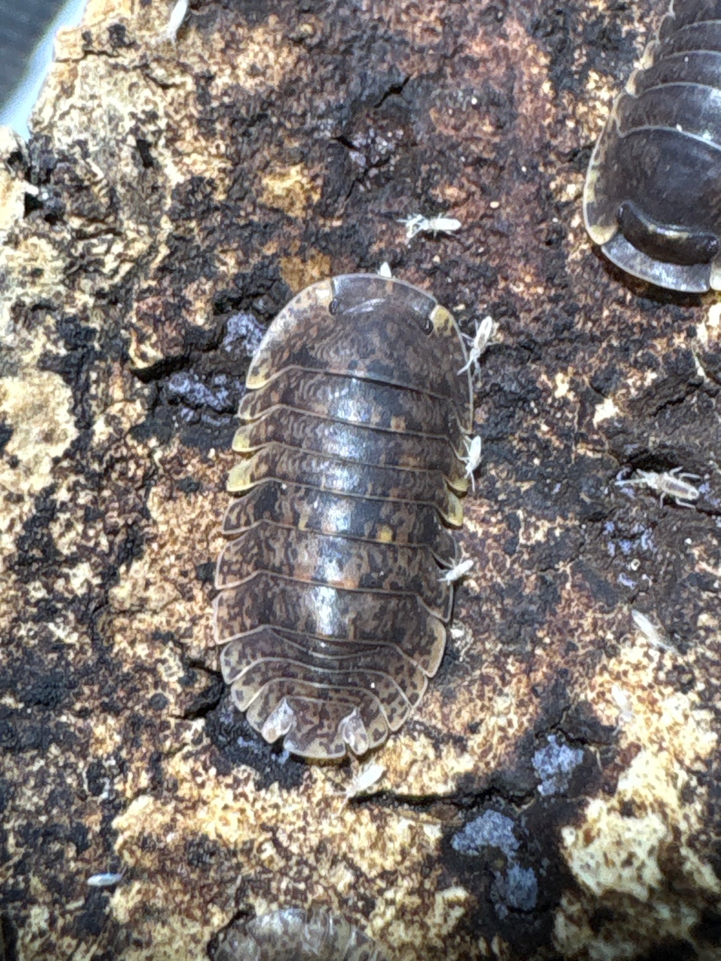 Filipinodillo sp. Banahaw