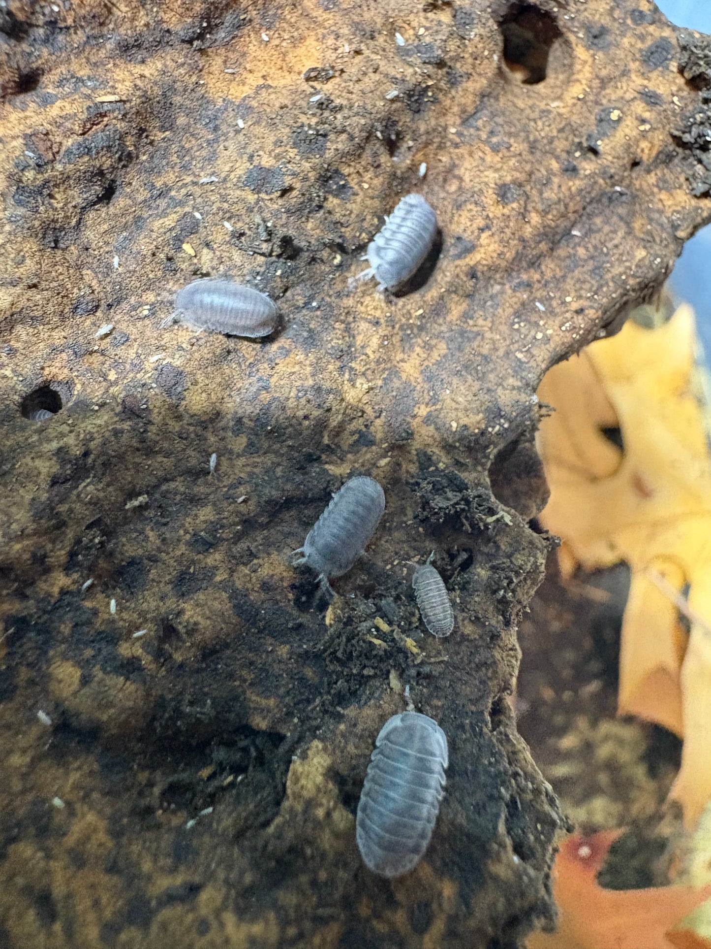 Cubaris sp. Happy nuns