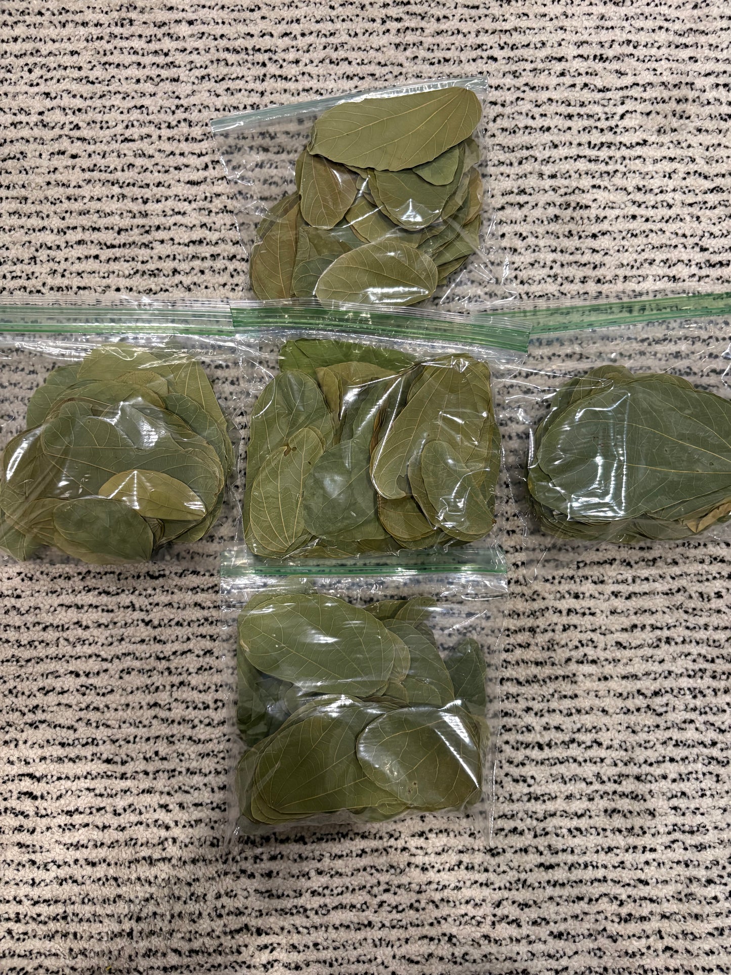 Asian Orchid Leaves