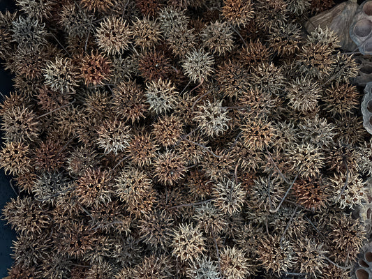 Sweet Gum Seed Pods