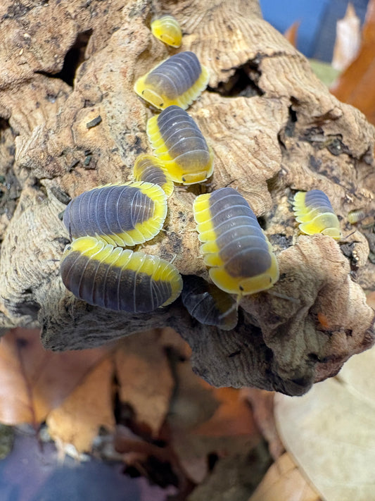 Cubaris sp. Lemon blues