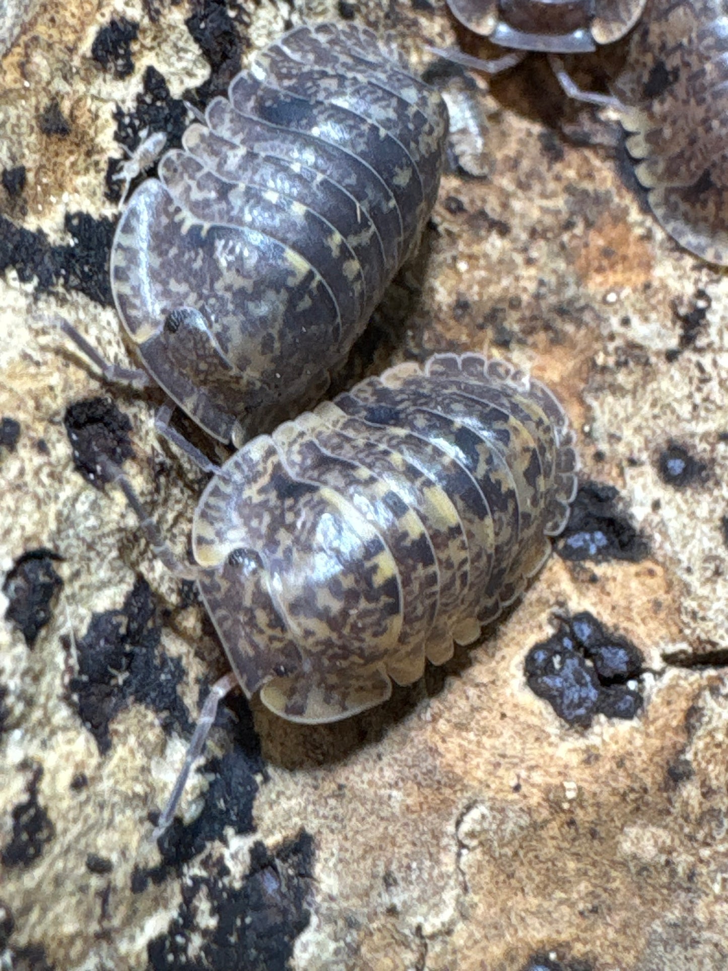Filipinodillo sp. Banahaw