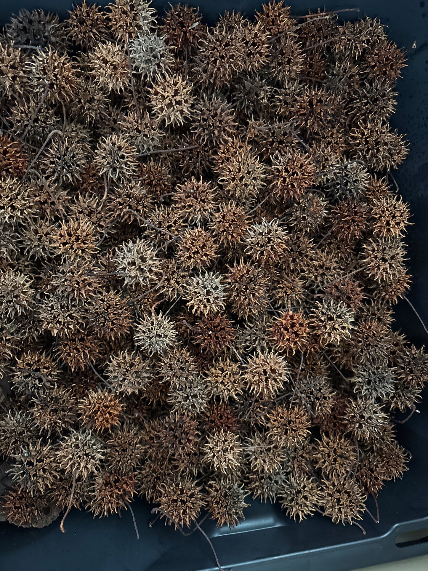 Sweet Gum Seed Pods