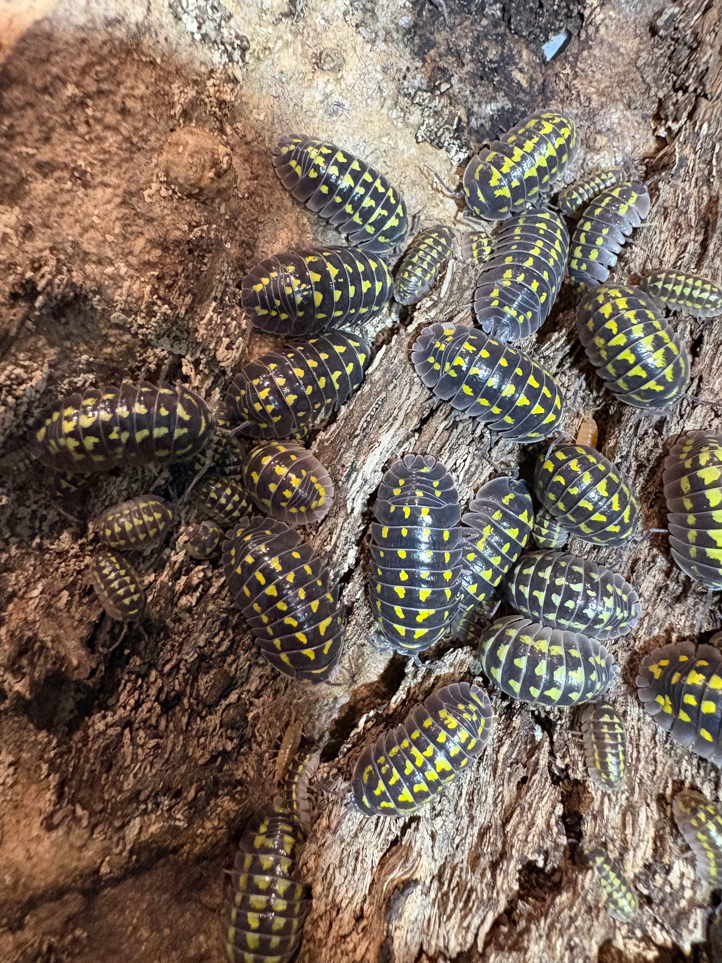 Armadillidium sp. Gestroi