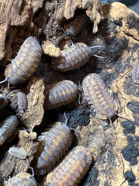 Cubaris sp. Dark Phipun “Orange Tigers”