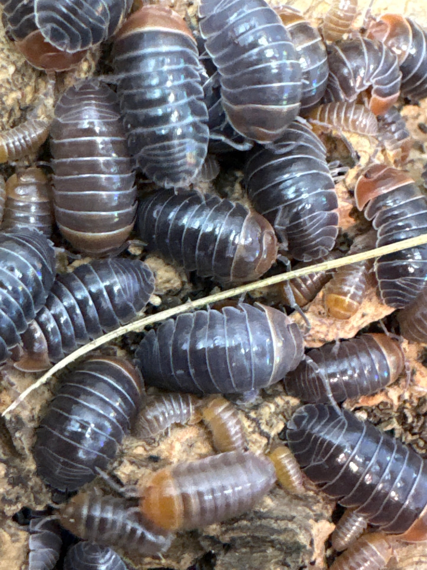 Armadillidium Flavoscutatum “Redheads”