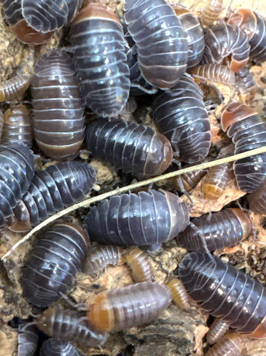 Armadillidium Flavoscutatum “Redheads”