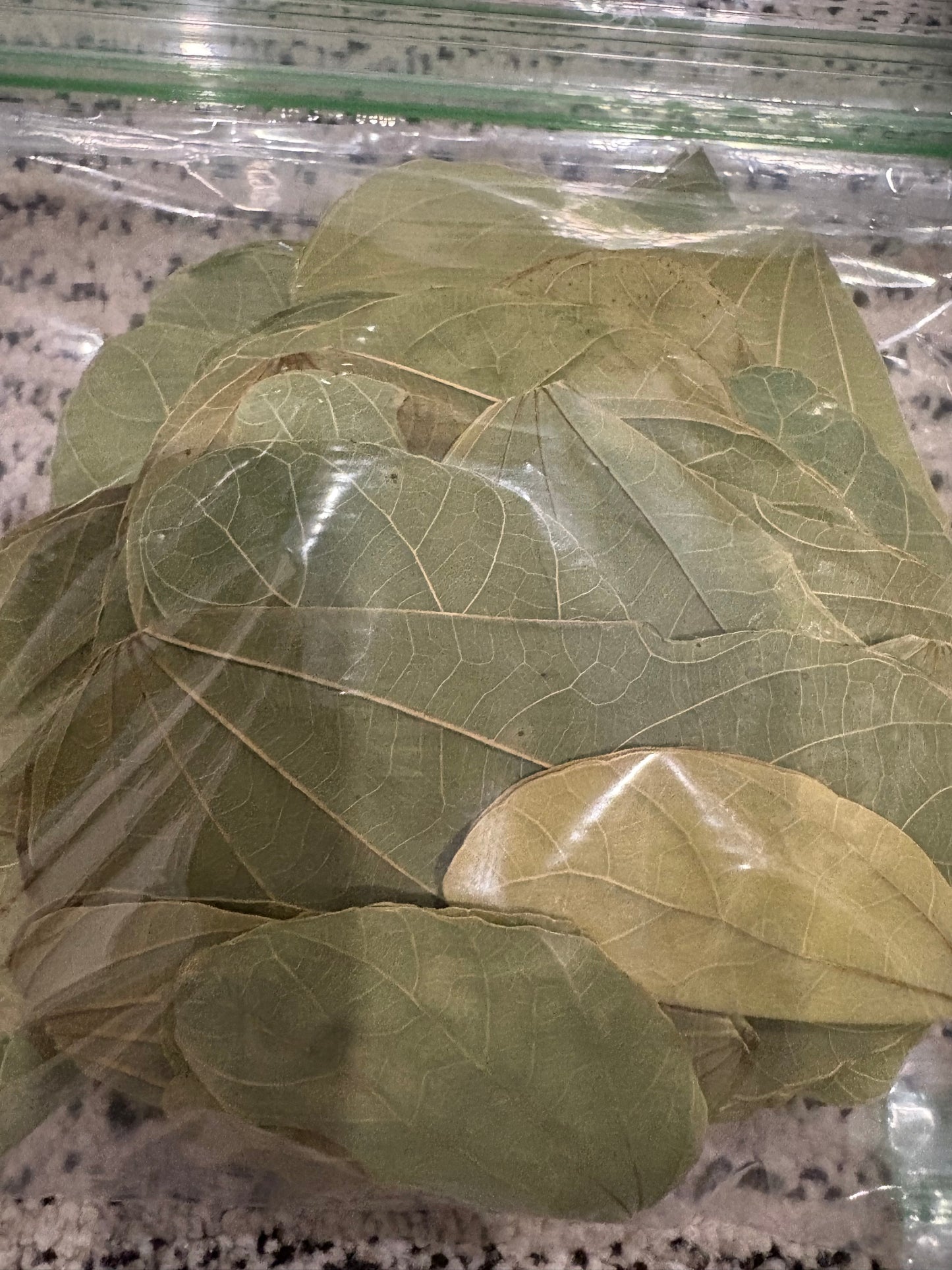 Asian Orchid Leaves