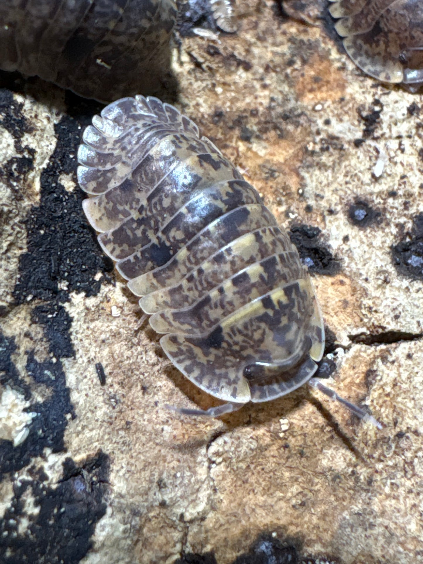 Filipinodillo sp. Banahaw