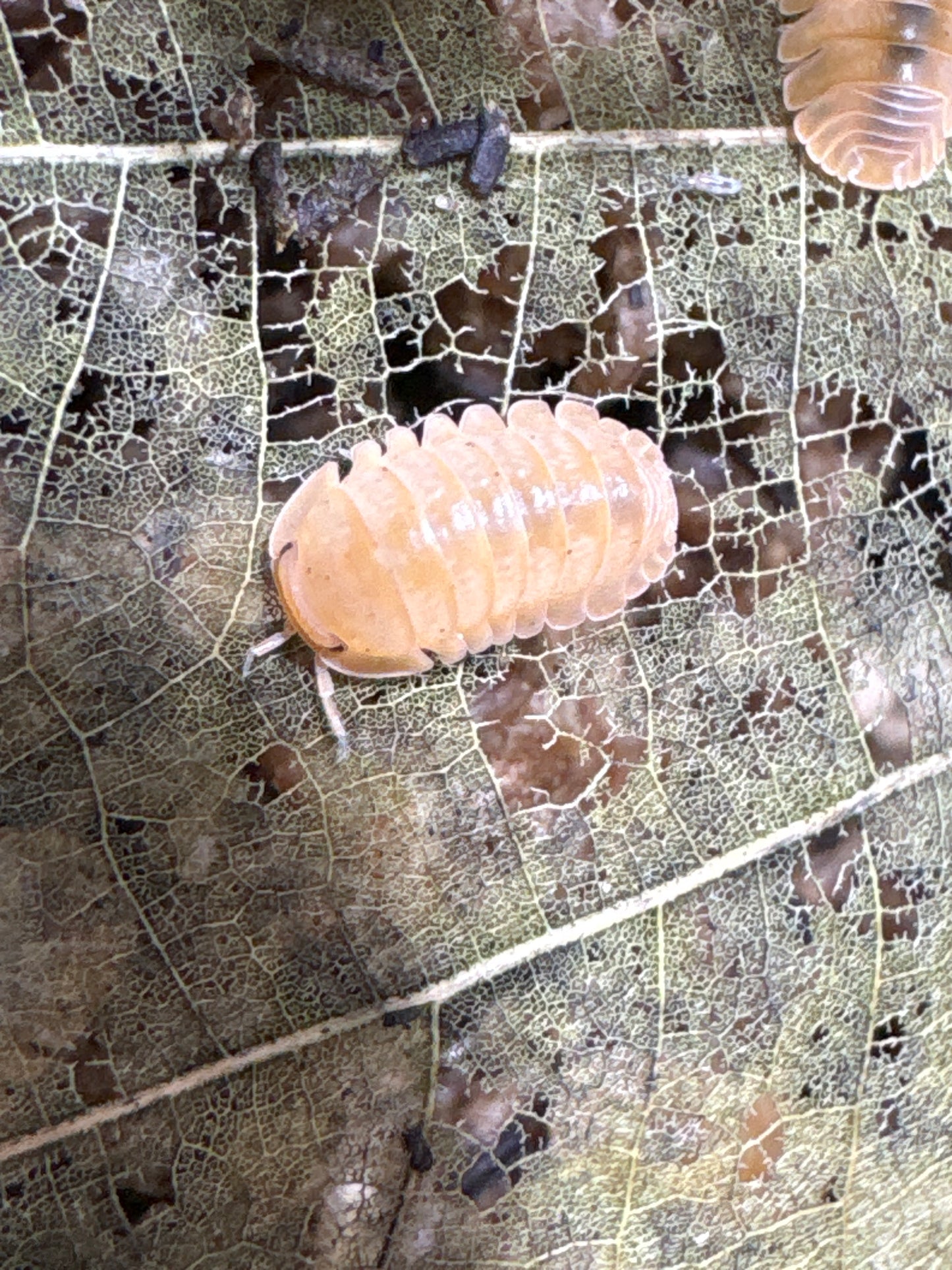 Cubaris sp. Mandarin