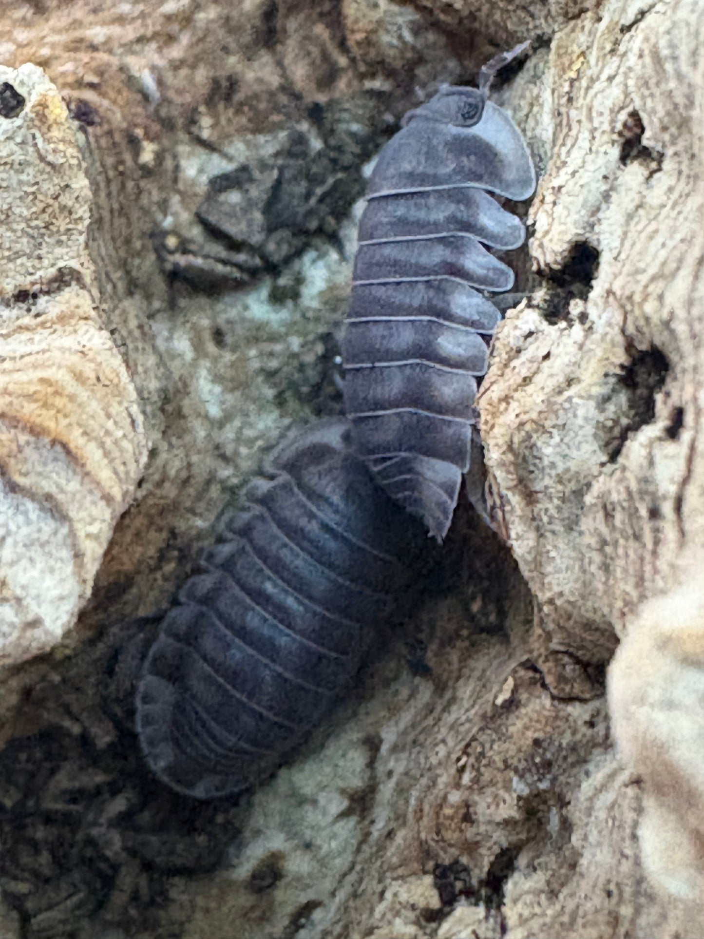 Cubaris sp. Happy nuns