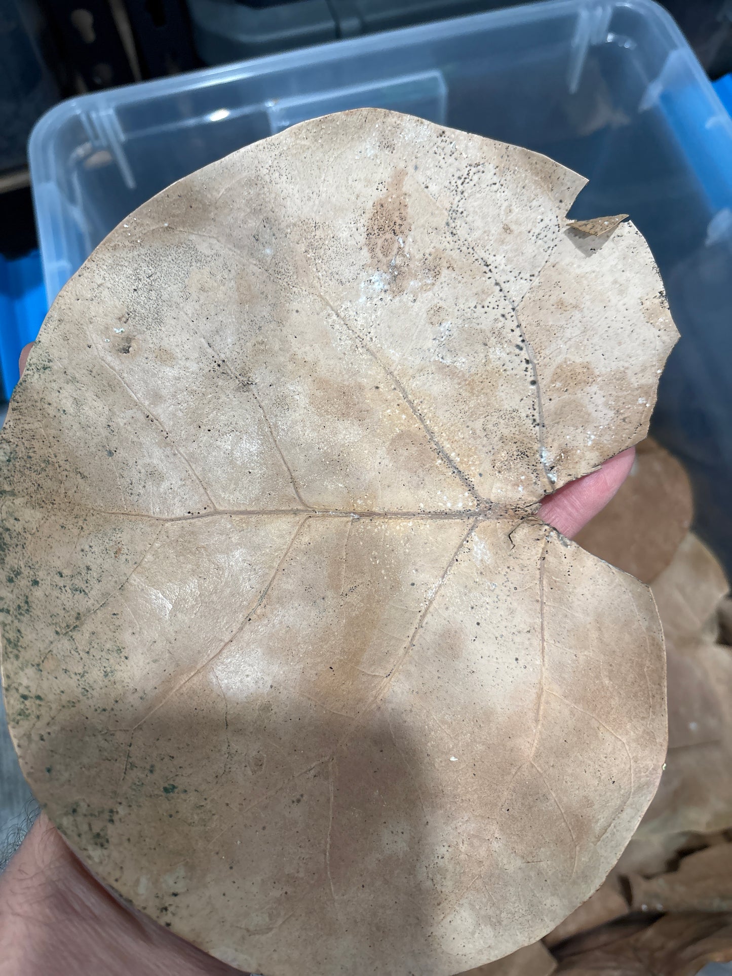 Dried Sea Grape Leaves