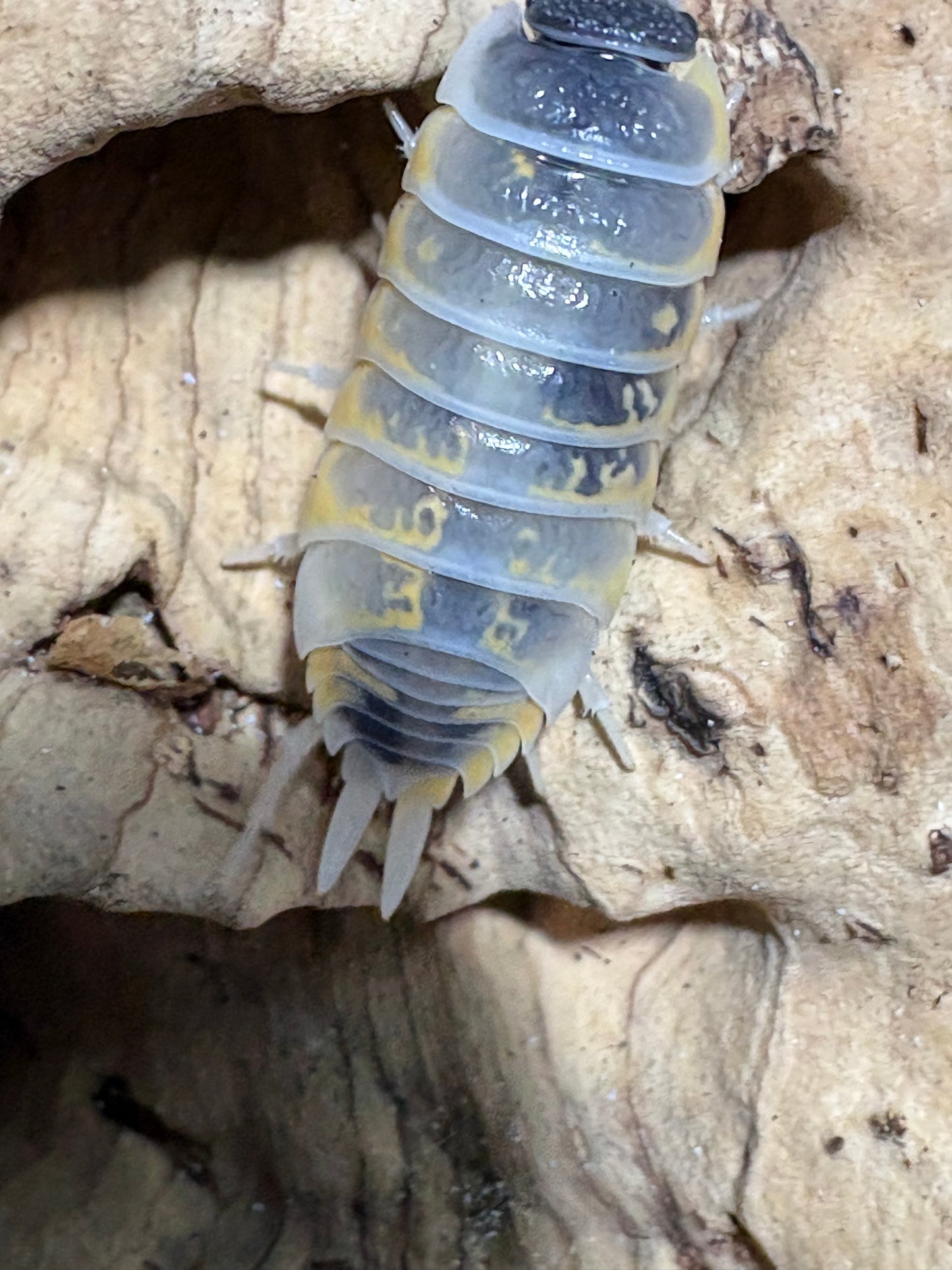 Porcellio ornatus "Witch's Brew"