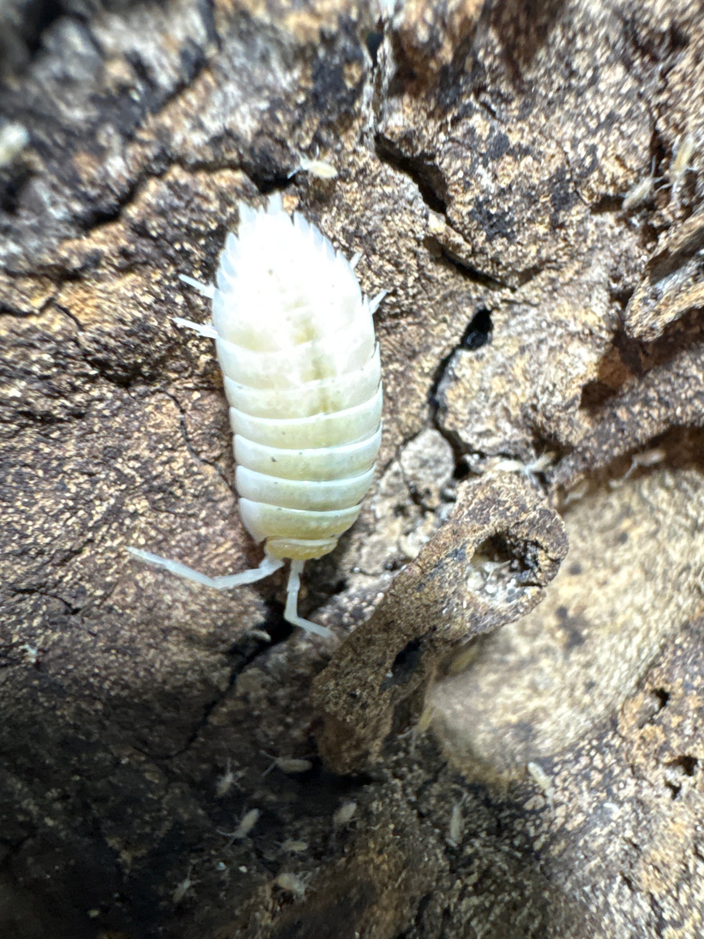Porcellio Ornatus “Lemon Sorbet”