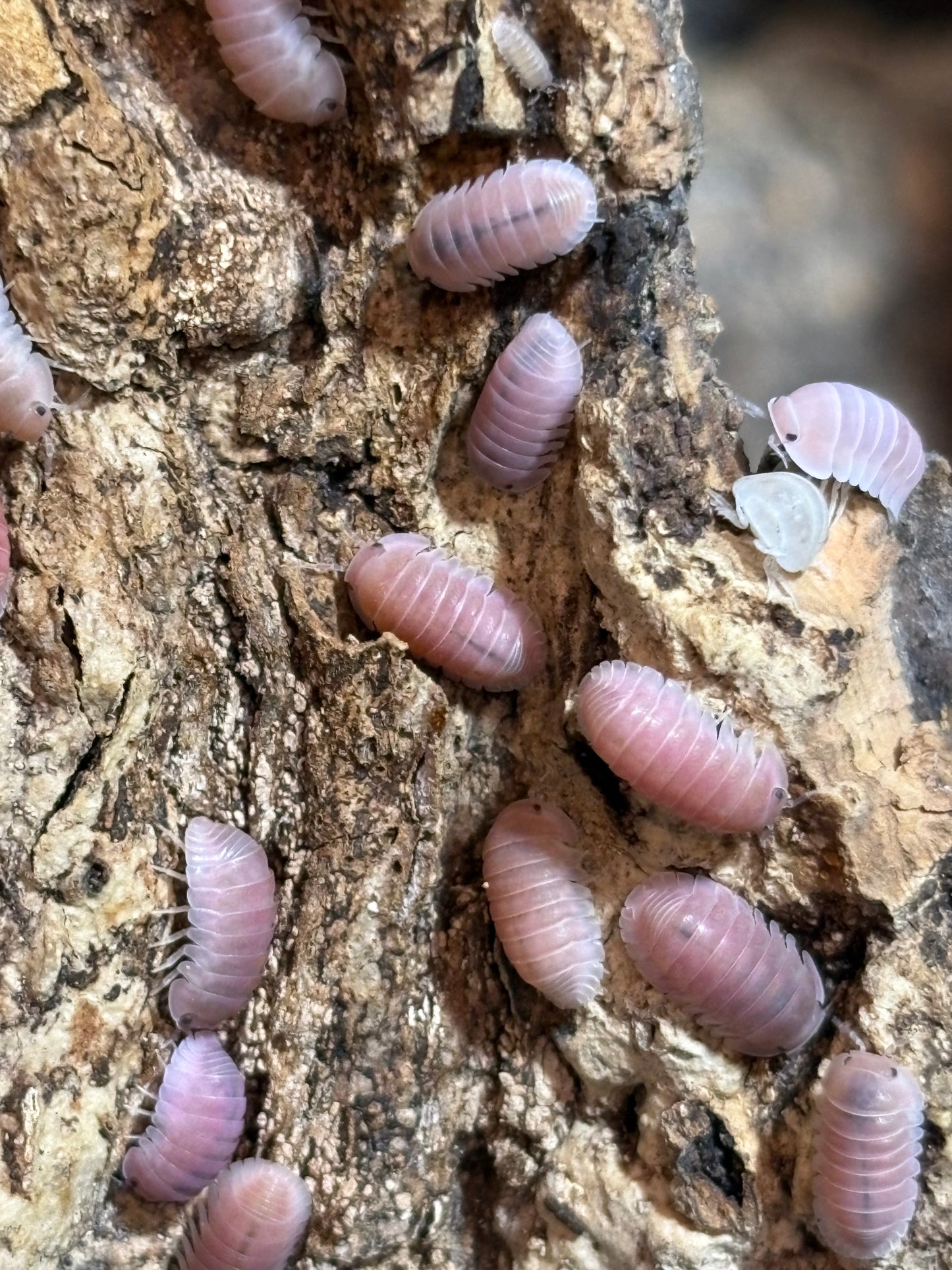 Cubaris sp. Cherry Blossom isopods