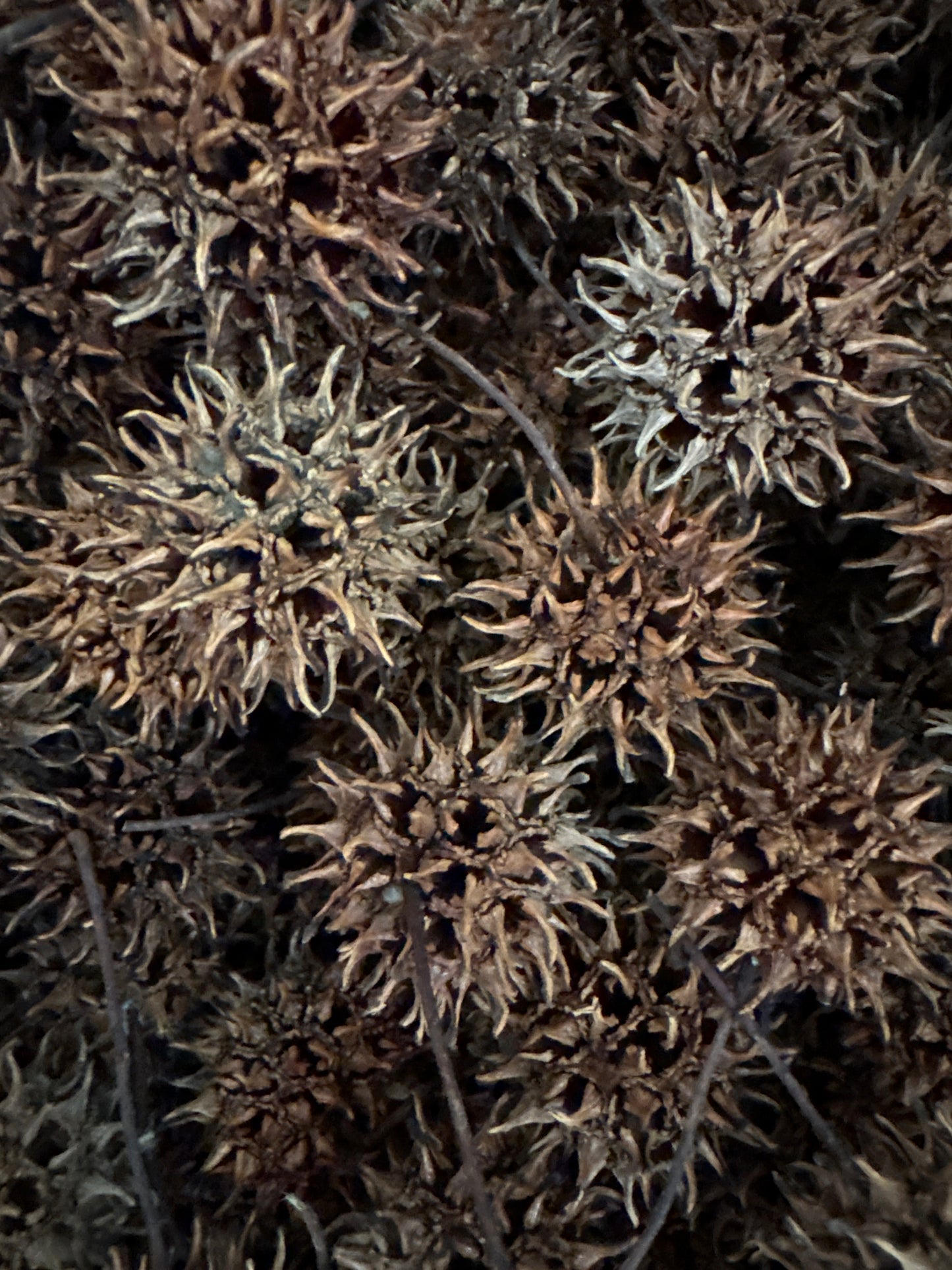 Sweet Gum Seed Pods