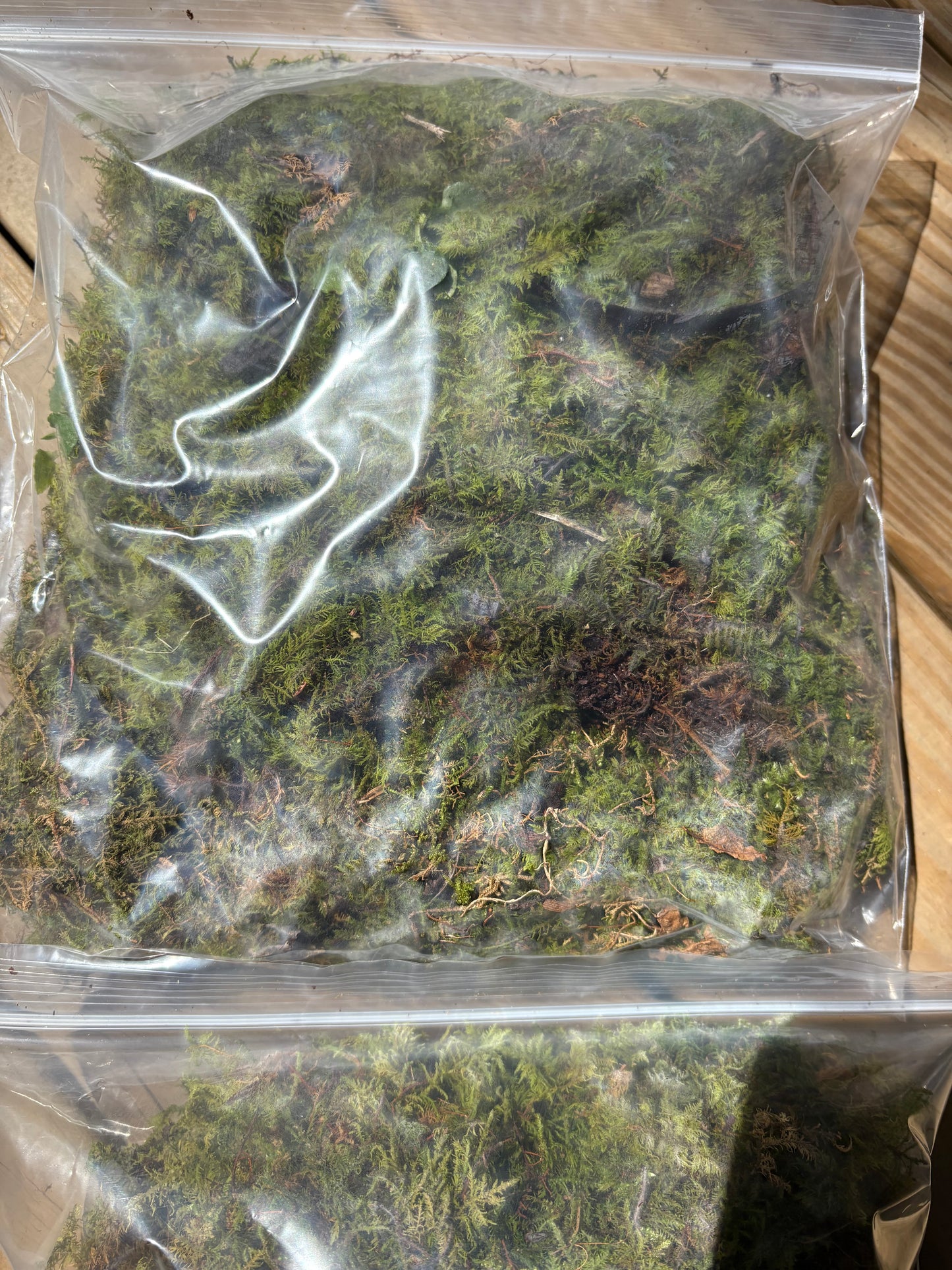 Fern moss