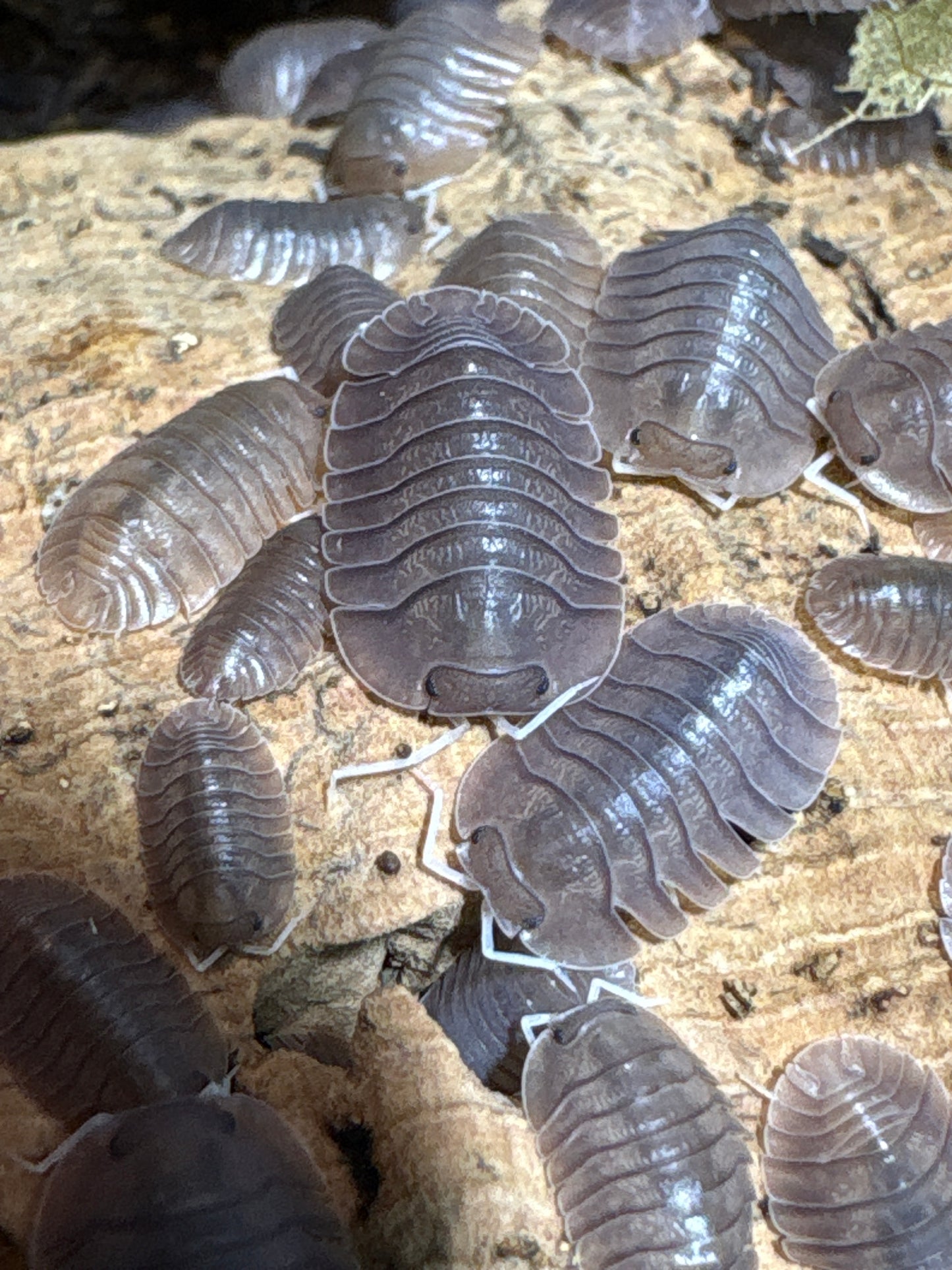 Troglodillo sp. Soil