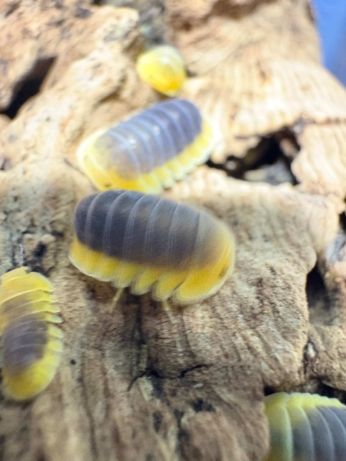 Cubaris sp. Lemon blues