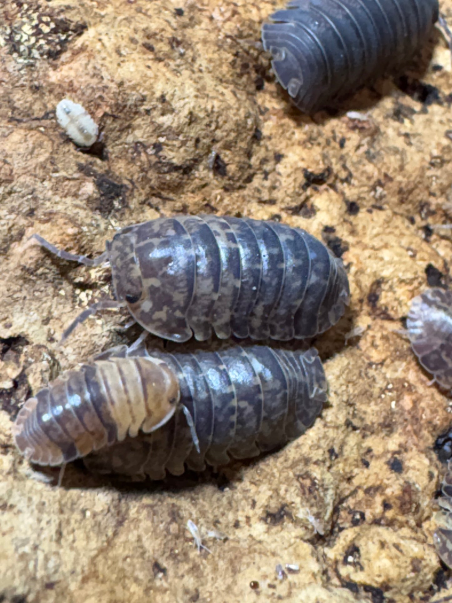 Filipinodillo sp. Cordova